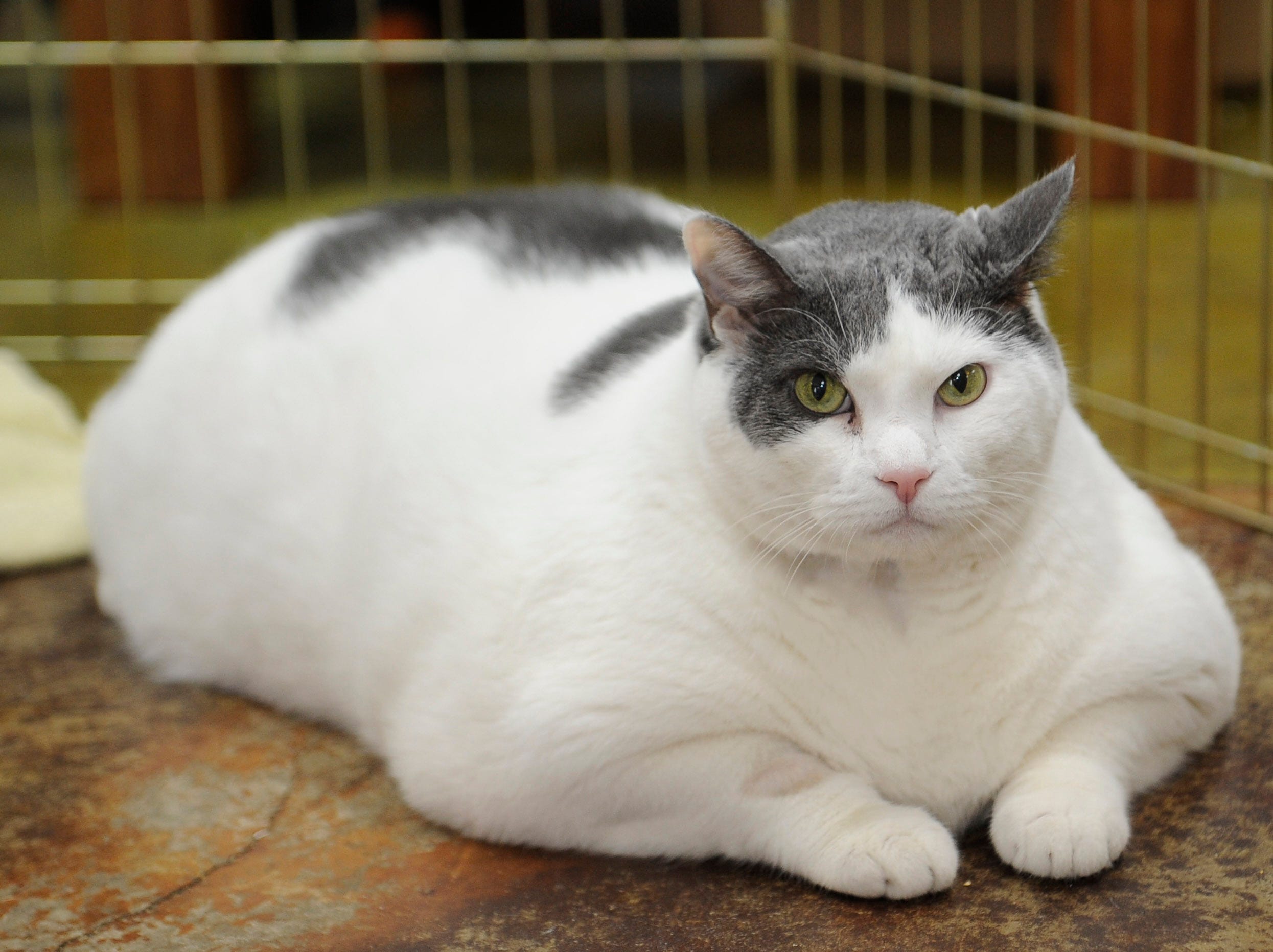 fatty the cat